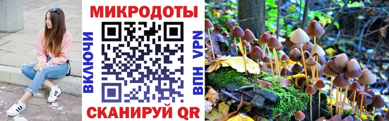 цены наркотик  Братск  Псилоцибиновые грибы Psilocybine cubensis 